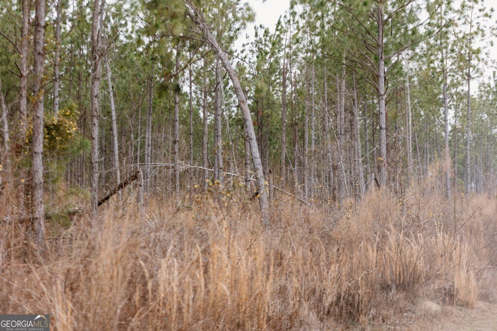 0 Bunn Store Road, Unit TRACT 2 Midville, GA 30441 - Photo 14 of 16 a view of forest