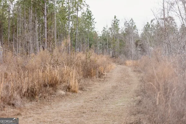 a view of a dry yard