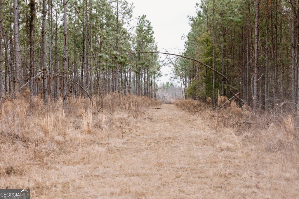 0 Bunn Store Road, Unit TRACT 2 Midville, GA 30441 - Photo 7 of 16 a view of a yard
