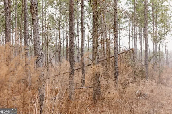 a view of a yard with trees in the background