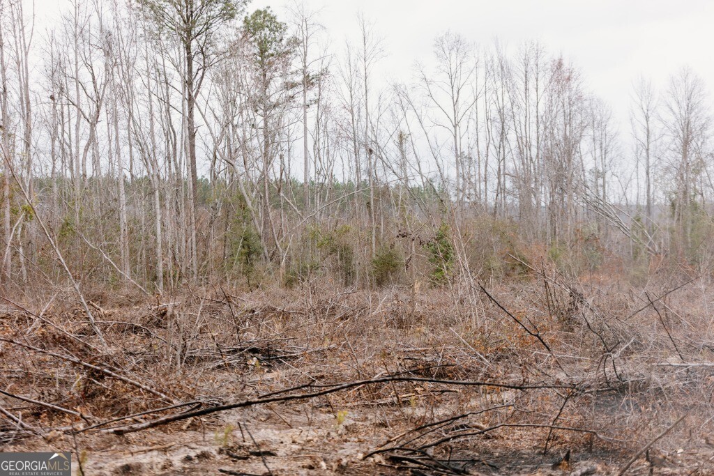 0 Bunn Store Road, Unit TRACT 2 Midville, GA 30441 - Photo 10 of 16 a view of a dry yard with trees in the background