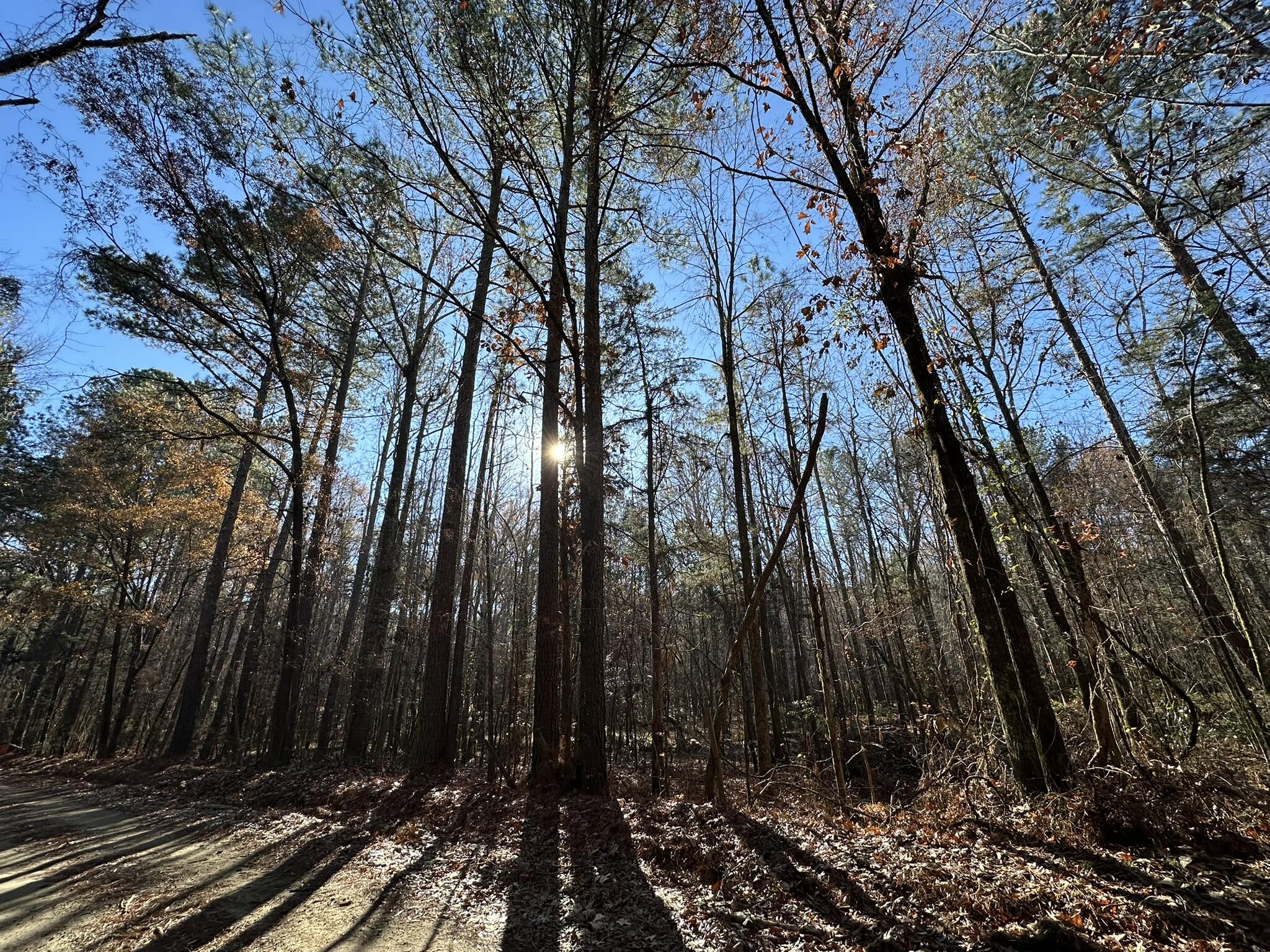 Lot 8 Saggus Road Washington, GA 30673 - Photo 1 of 42 Road Frontage