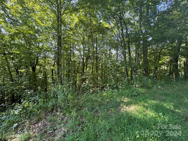 a view of a lush green forest
