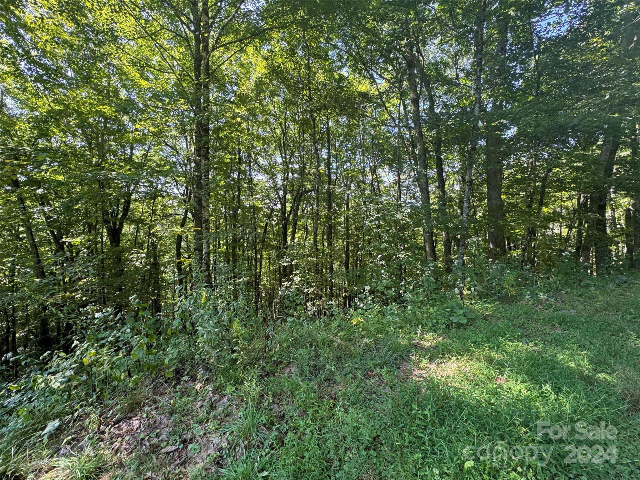 229 Hanging Rock Road Mars Hill, NC 28754 - Photo 2 of 21 a view of a lush green forest