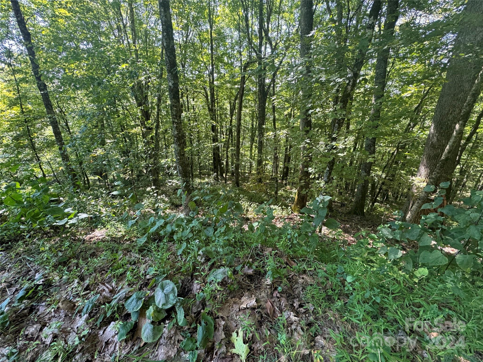 229 Hanging Rock Road Mars Hill, NC 28754 - Photo 3 of 21 a view of a lush green forest
