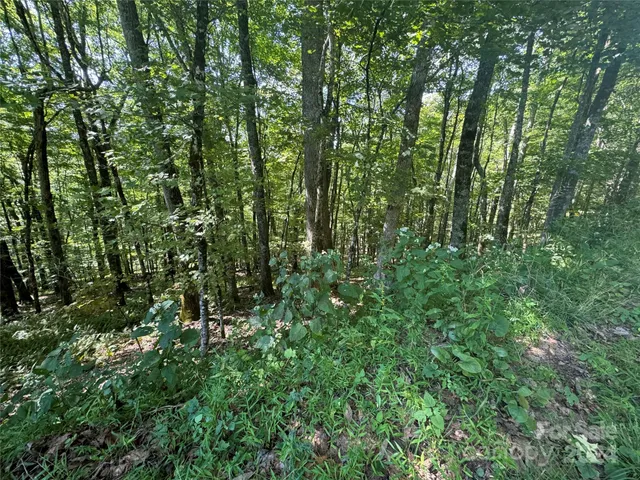 a view of a lush green forest