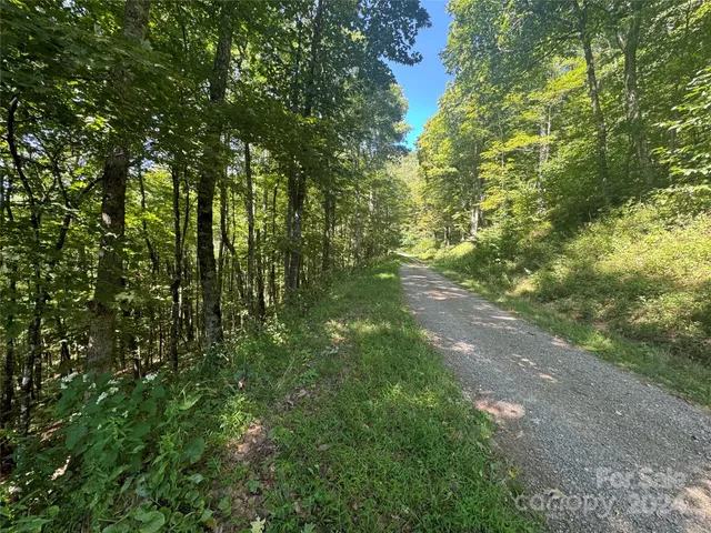 a view of a tree in a yard