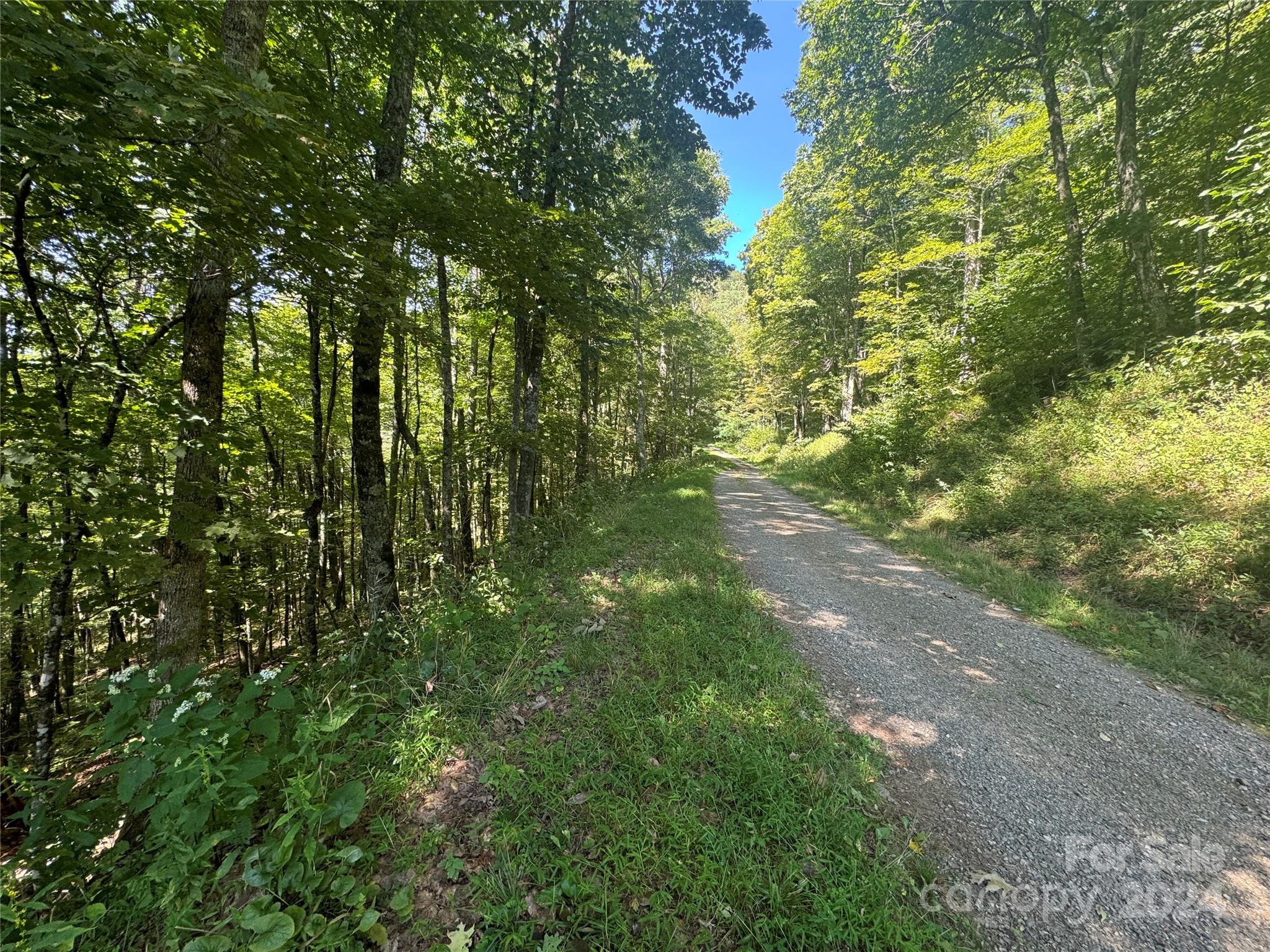 229 Hanging Rock Road Mars Hill, NC 28754 - Photo 5 of 21 a view of a tree in a yard
