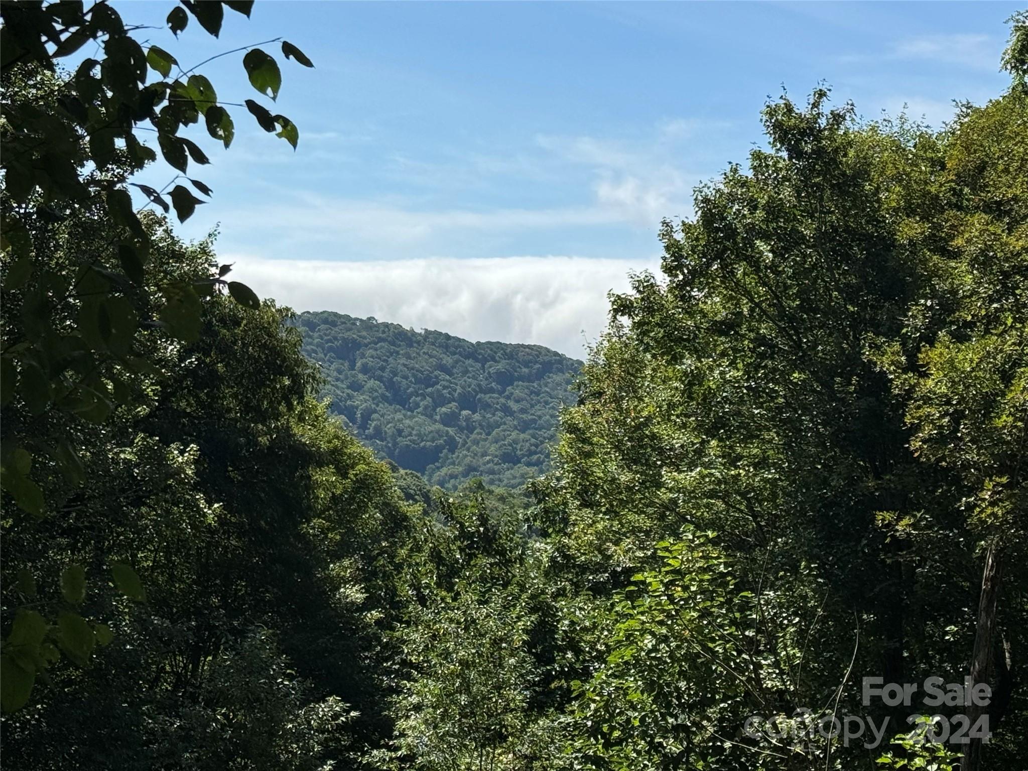 229 Hanging Rock Road Mars Hill, NC 28754 - Photo 6 of 21 a view of a plant in a garden