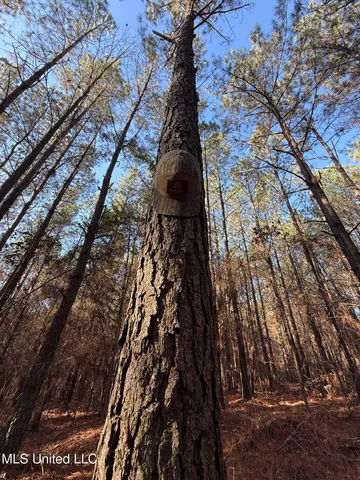 $99,000 | 5547 Rocky Point Road, Carthage, MS 39051