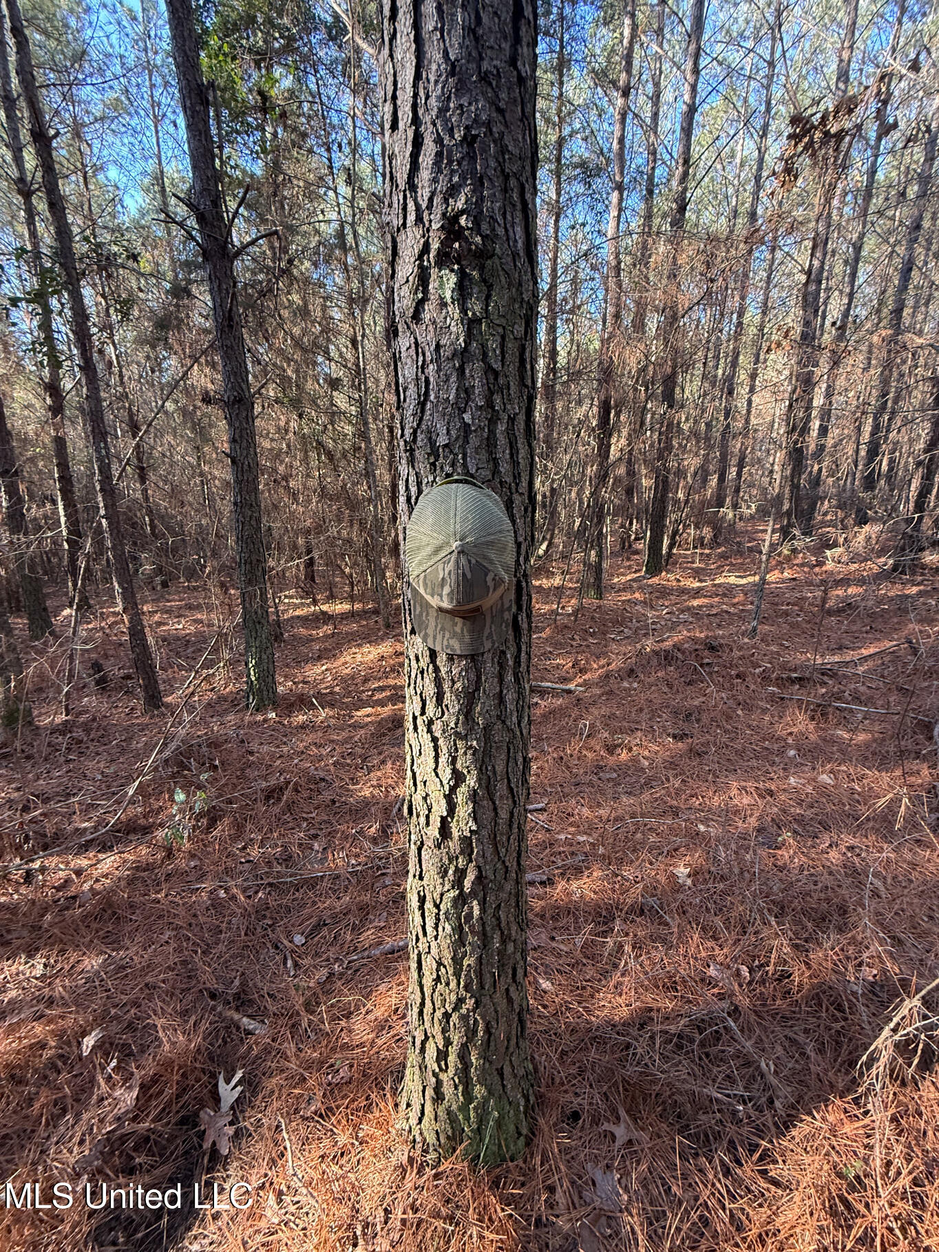 5547 Rocky Point Road Carthage, MS 39051 - Photo 13 of 27 Leake 40 resized-15 - Copy