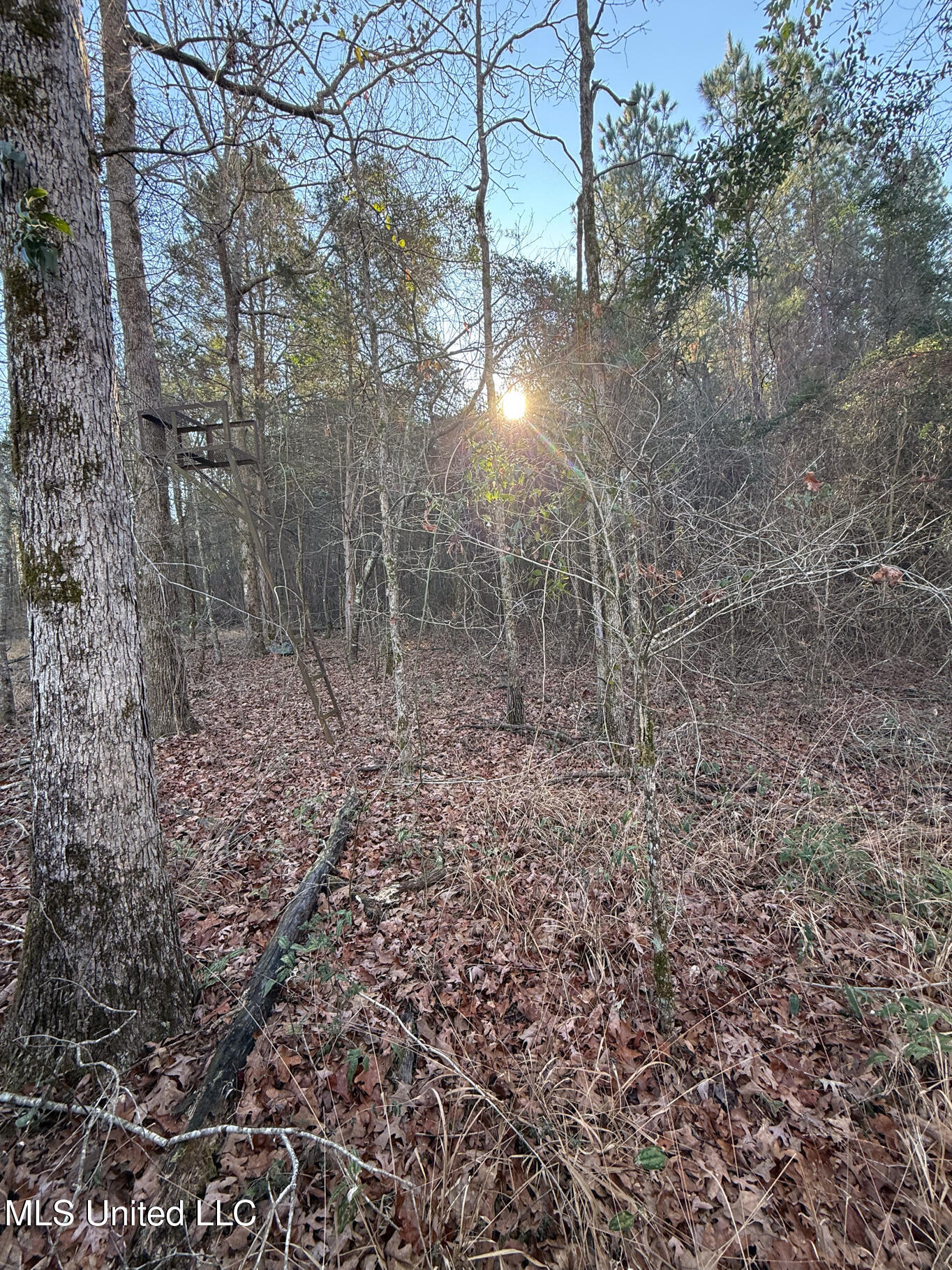 5547 Rocky Point Road Carthage, MS 39051 - Photo 17 of 27 Leake 40 resized-20 - Copy