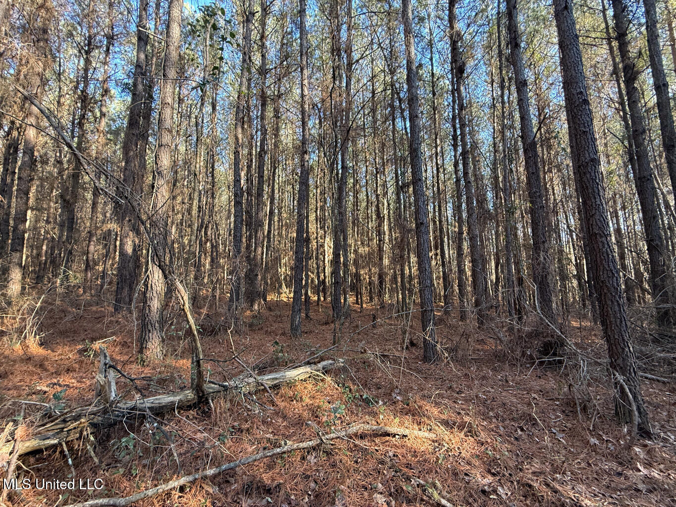 5547 Rocky Point Road Carthage, MS 39051 - Photo 19 of 27 Leake 40 resized-29