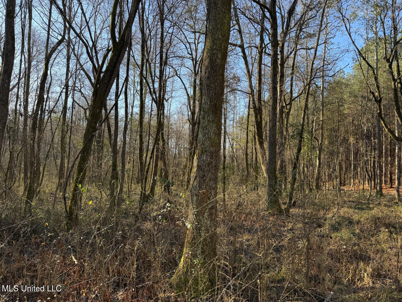 5547 Rocky Point Road Carthage, MS 39051 - Photo 7 of 27 Leake 40 resized-7 - Copy