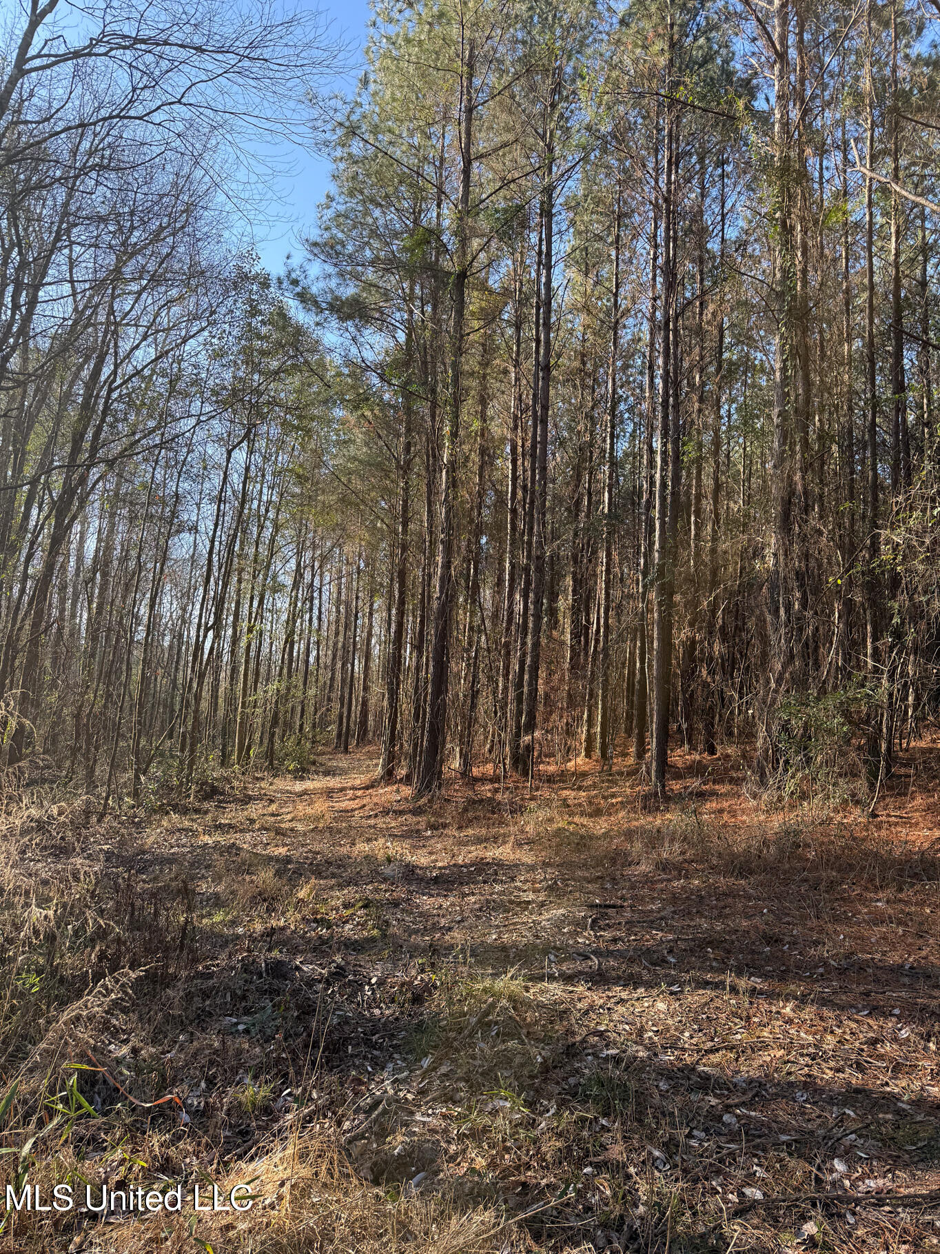 5547 Rocky Point Road Carthage, MS 39051 - Photo 10 of 27 Leake 40 resized-12 - Copy