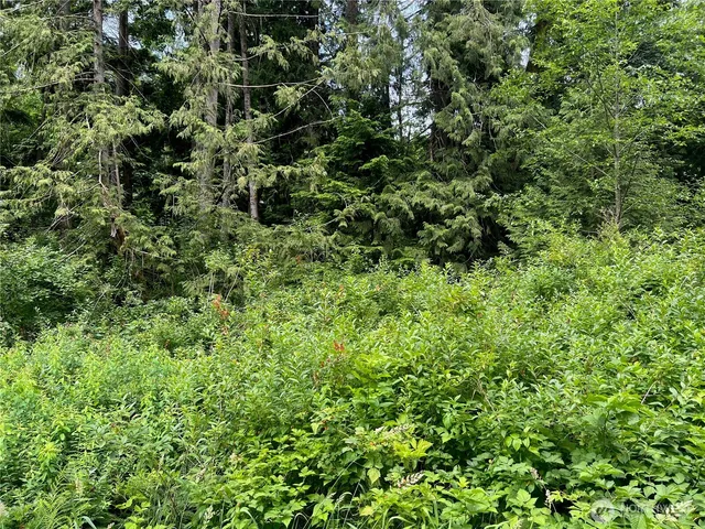 a view of a lush green forest