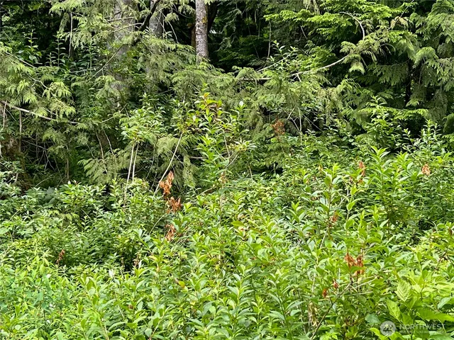 a view of a plant in a garden