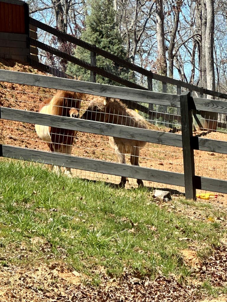 554 Tipton Springs Road Morganton, GA 30560 - Photo 48 of 74