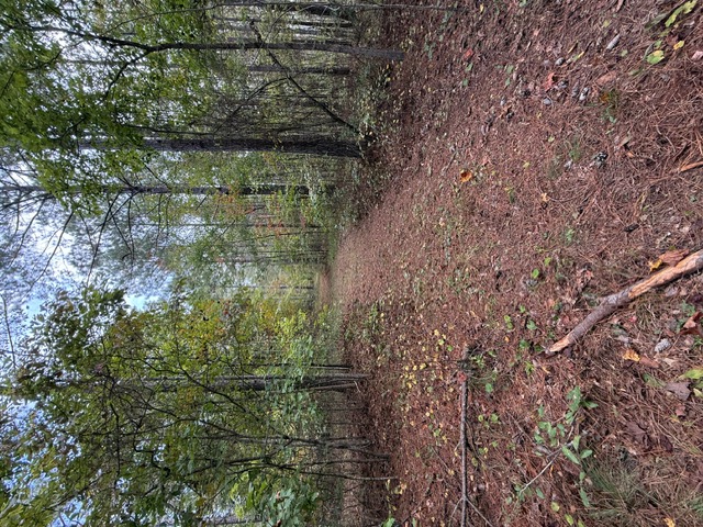 39.96-acres Wolf Stake Church Road Seneca, SC 29672 - Photo 4 of 6