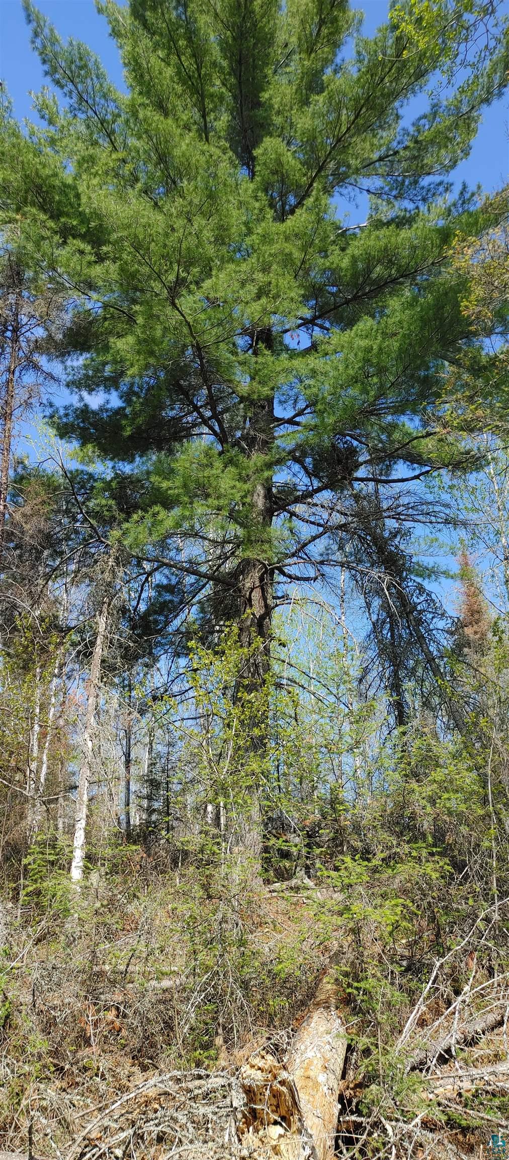 1687 Golden Ridge Trail Ely, MN 55731 - Photo 10 of 15