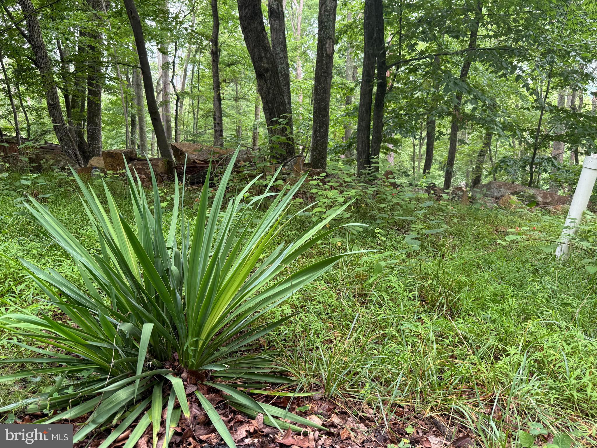 Tr D-15 Deer Path Road Augusta, WV 26704 - Photo 3 of 12 Gorgeous Adam's Needle!