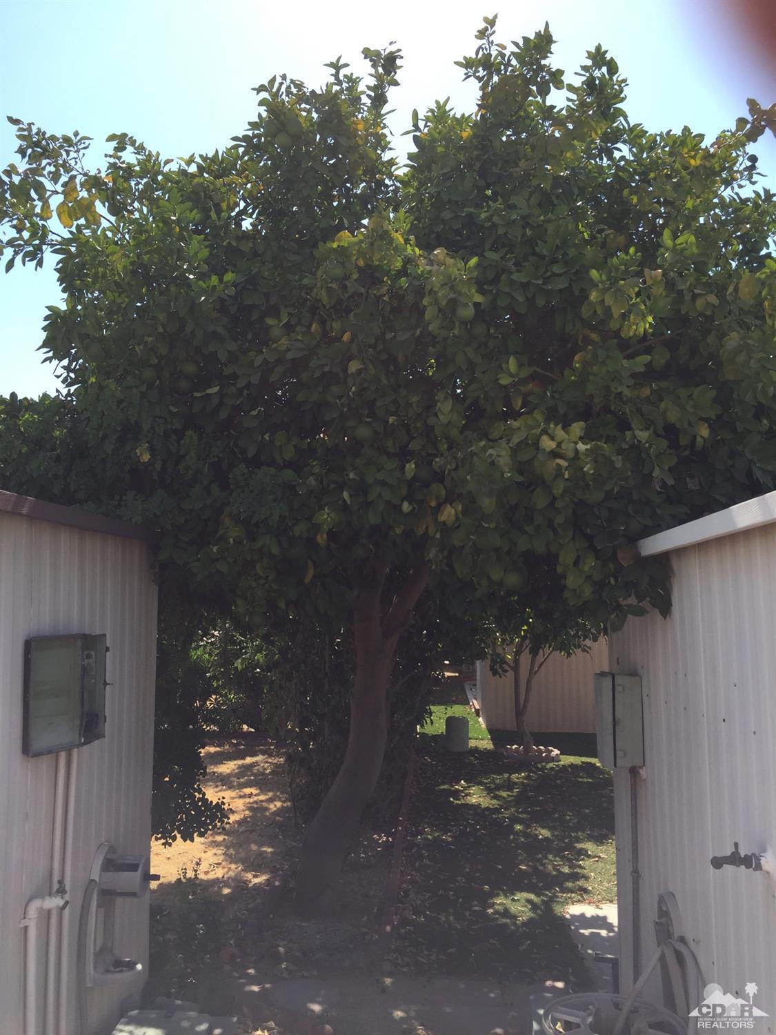 81620 Ave 49, Unit 131A Indio, CA 92201 - Photo 7 of 8 a view of a yard with a tree