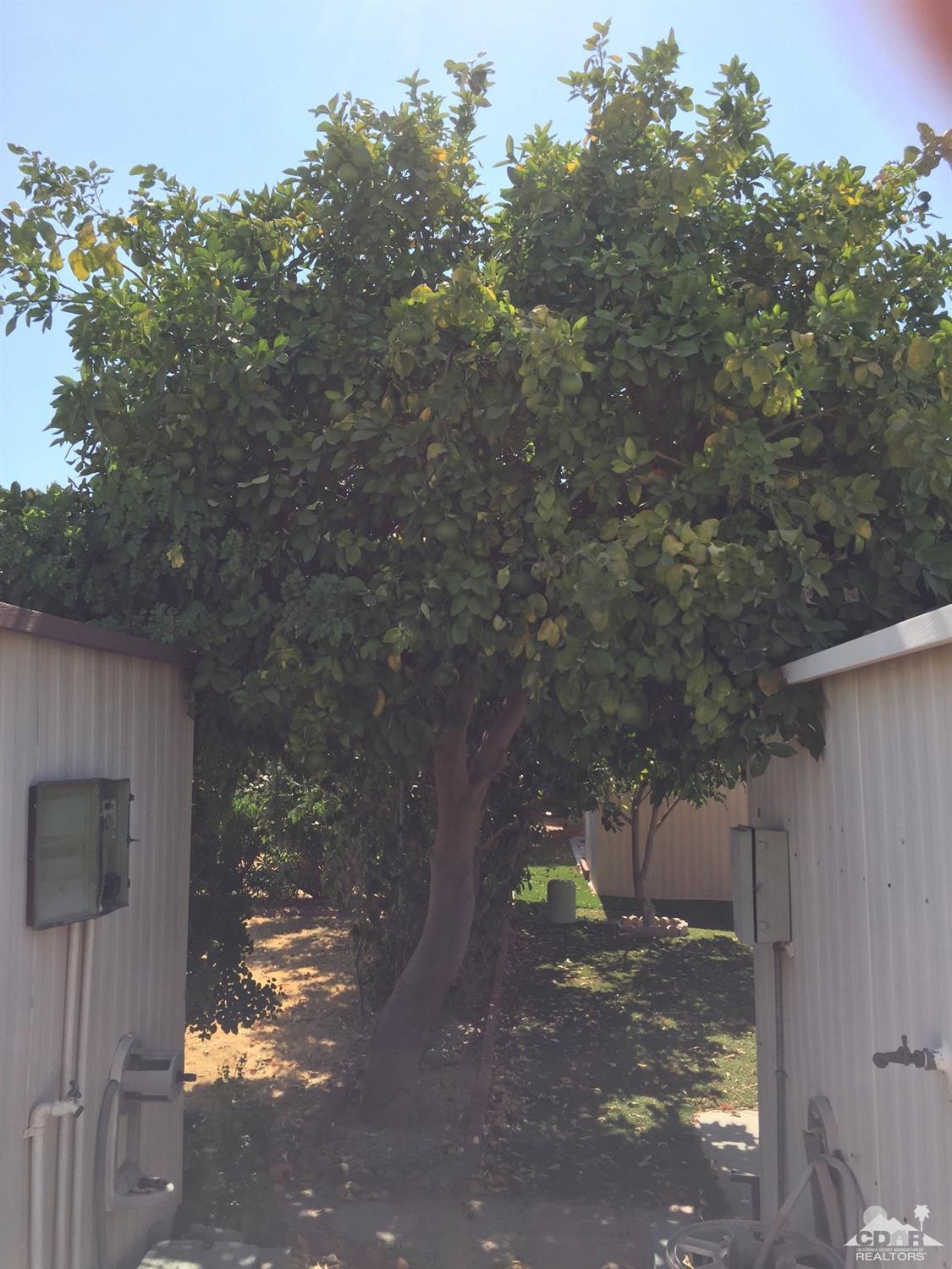81620 Ave 49, Unit 131A Indio, CA 92201 - Photo 8 of 8 a backyard of a house with lots of green space