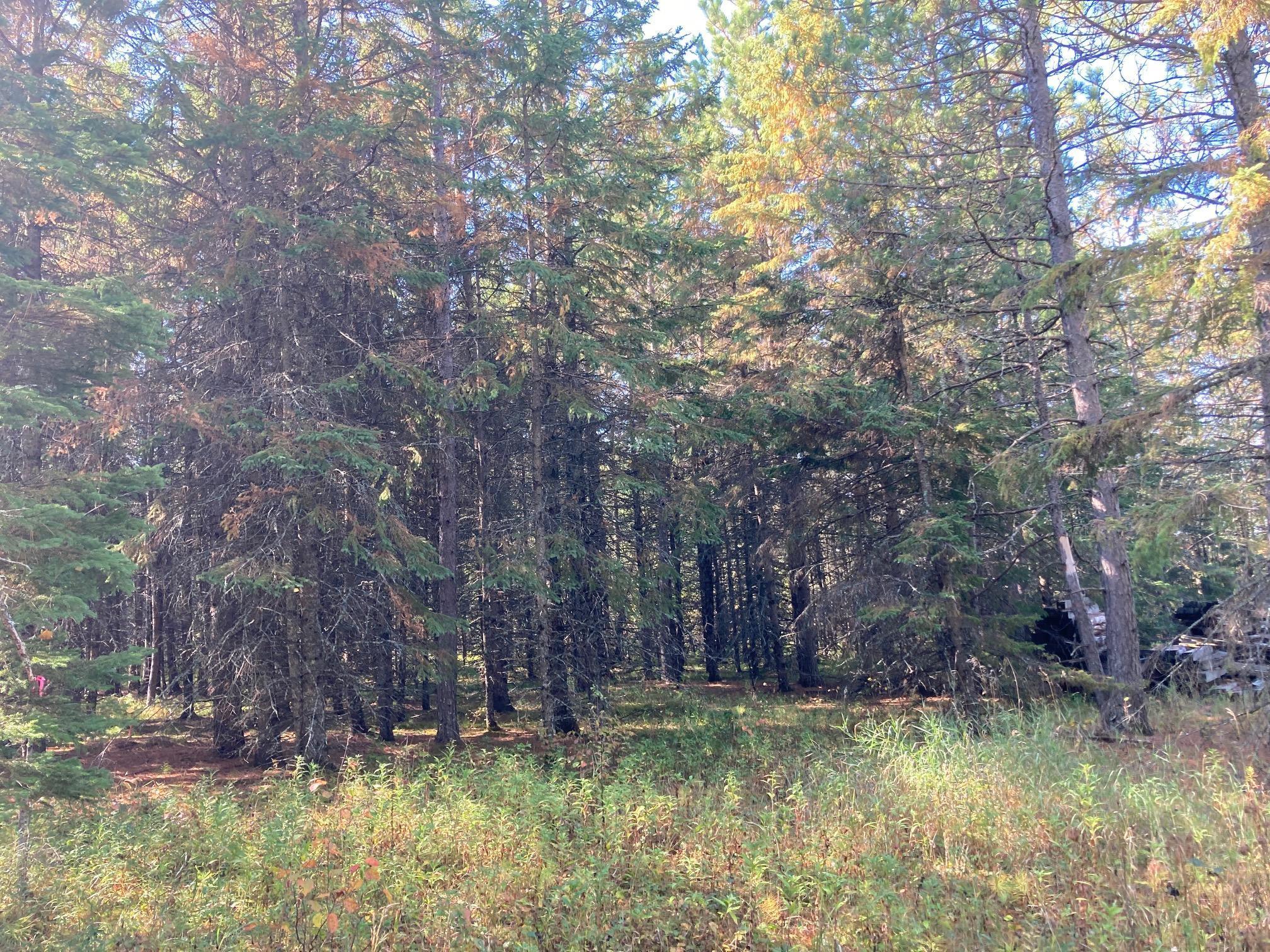 Tbd Carpenter Road Cook, MN 55723 - Photo 1 of 1