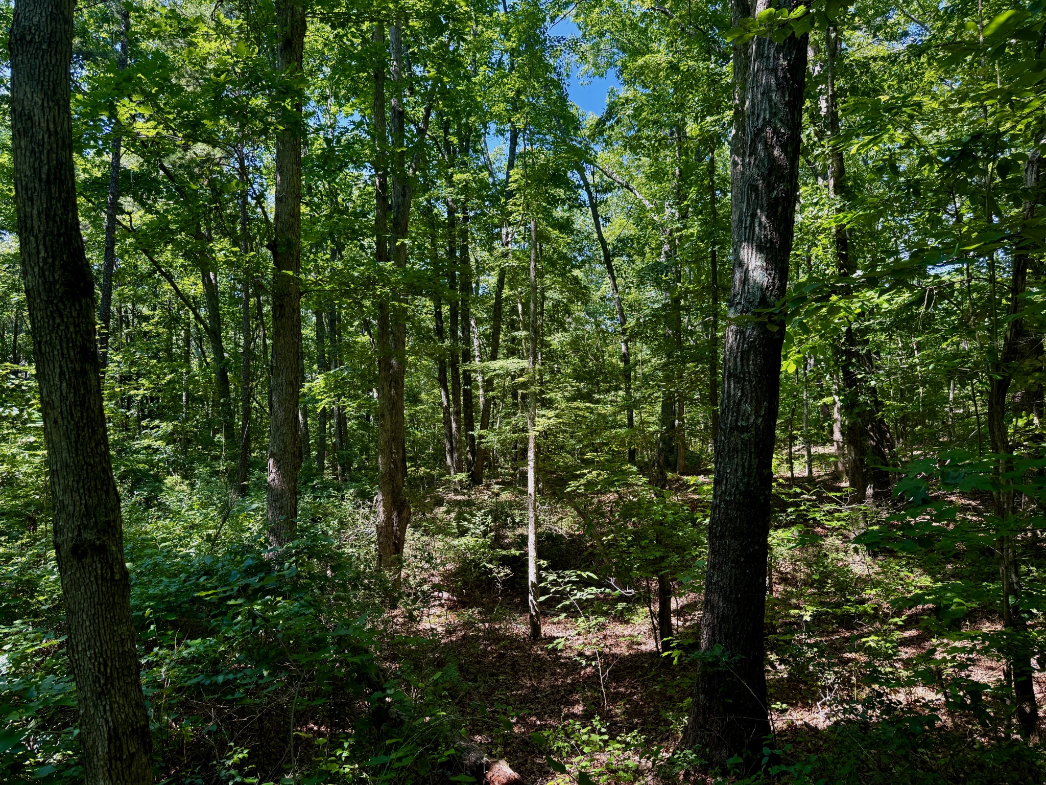 1 Teludachee Trail Guild, TN 37340 - Photo 6 of 15