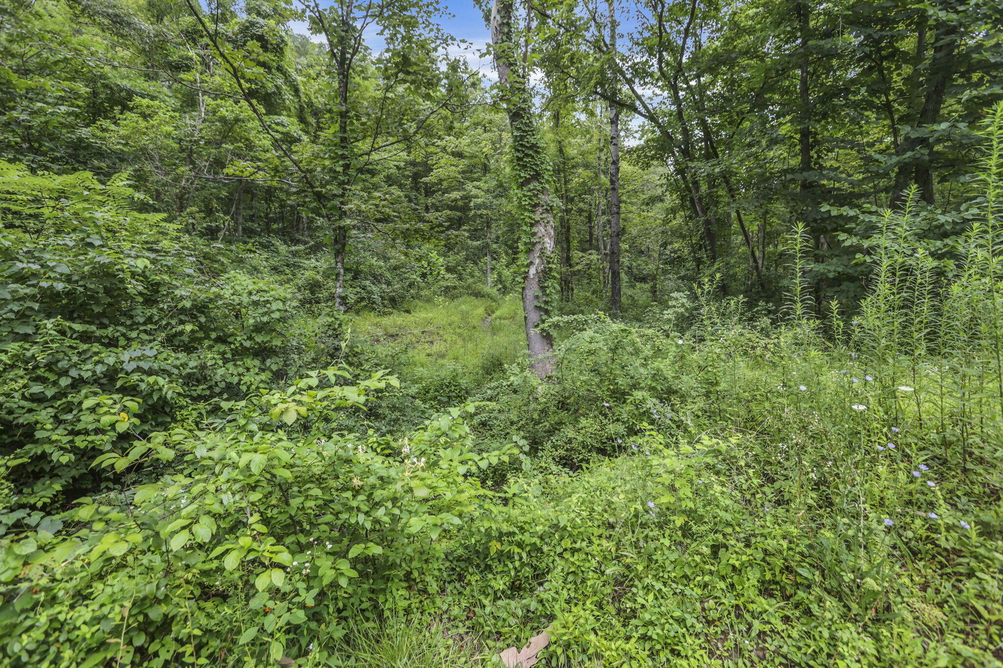 0 Greens Run Road Glouster, OH 45732 - Photo 100 of 121 100-web-or-mls-LO5A2070