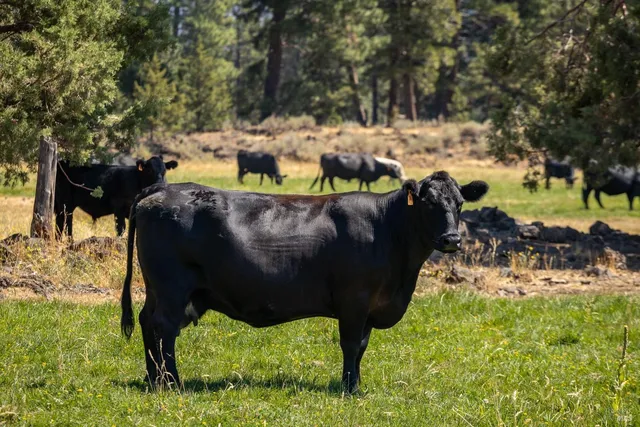 a view of yard with green space and seating