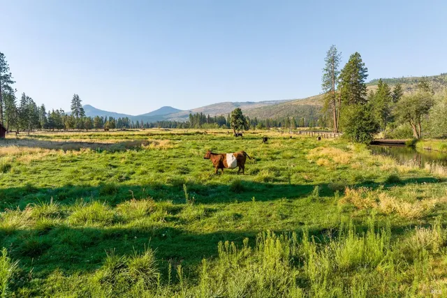 a view of swimming pool with a yard and large trees