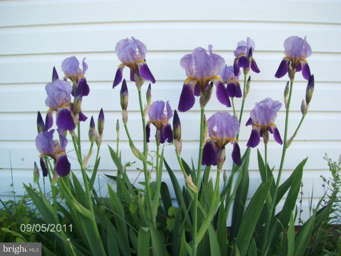 372 Old Baltimore Road Winchester, VA 22603 - Photo 11 of 30 Stonewall Jackson Iris'