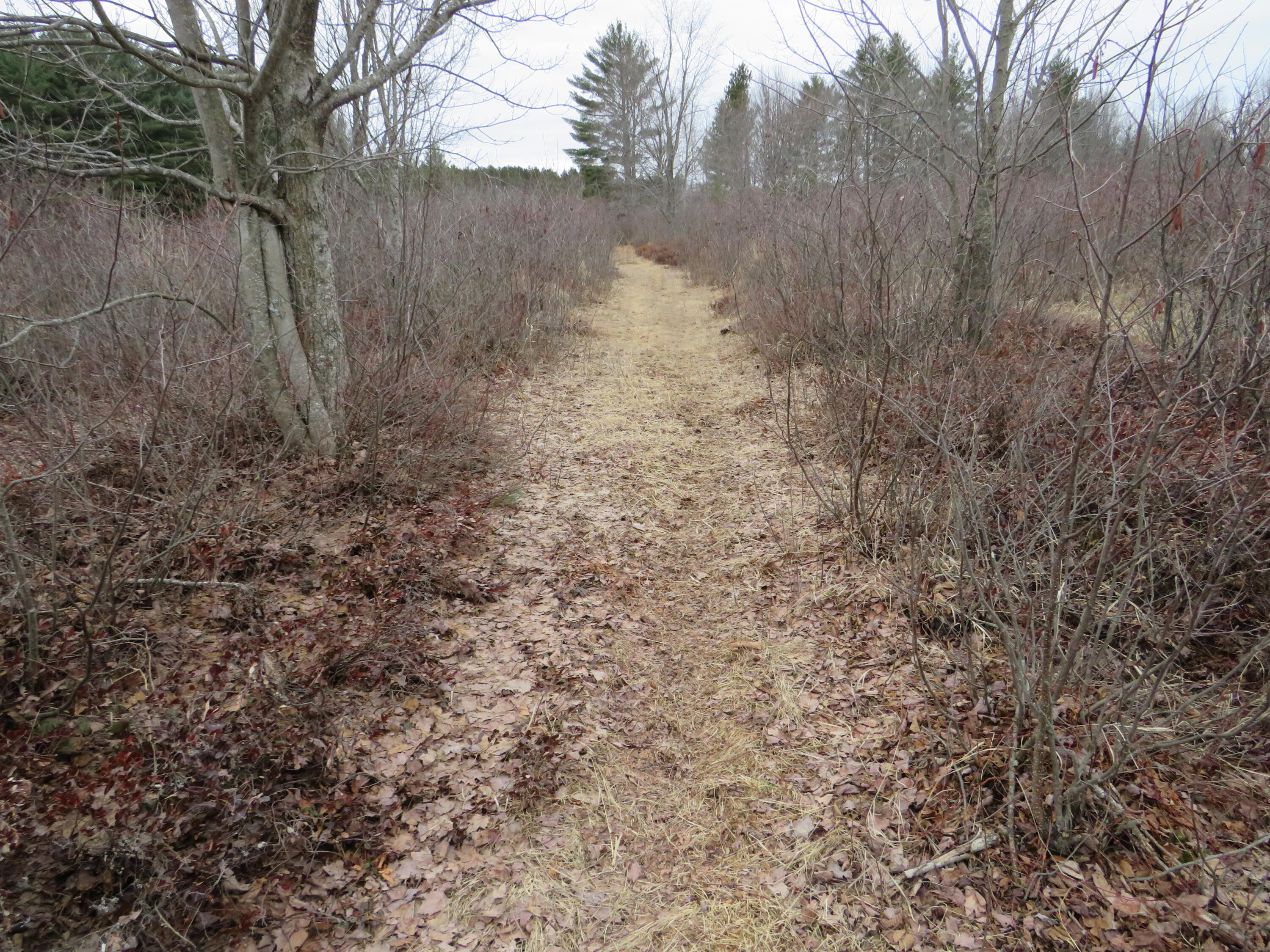 North Dorr Road Merritt, MI 49667 - Photo 16 of 36 IMG_3452