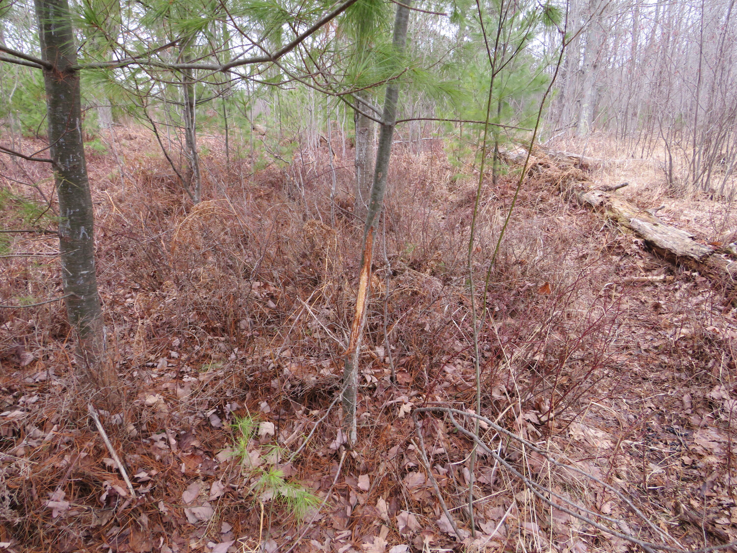 North Dorr Road Merritt, MI 49667 - Photo 17 of 36 IMG_3457