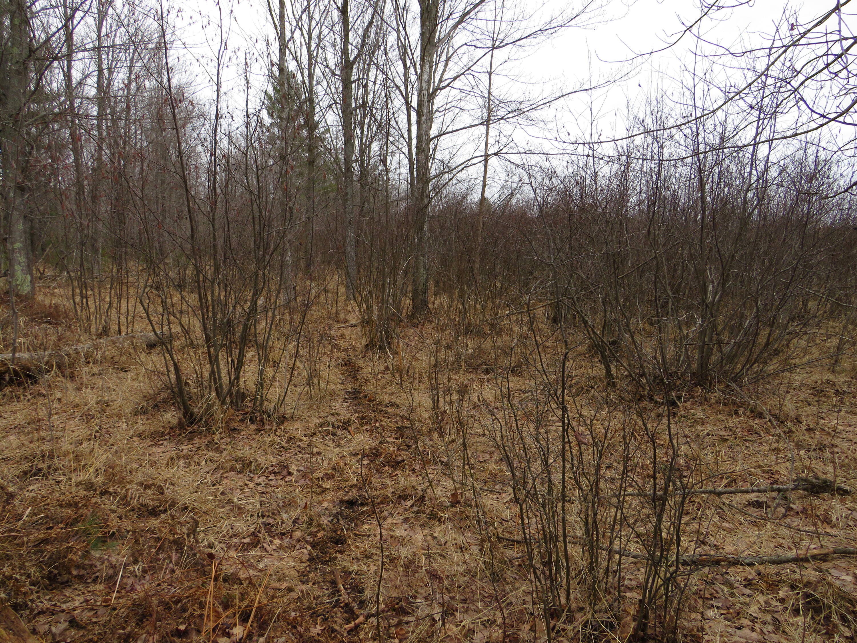 North Dorr Road Merritt, MI 49667 - Photo 18 of 36 IMG_3458