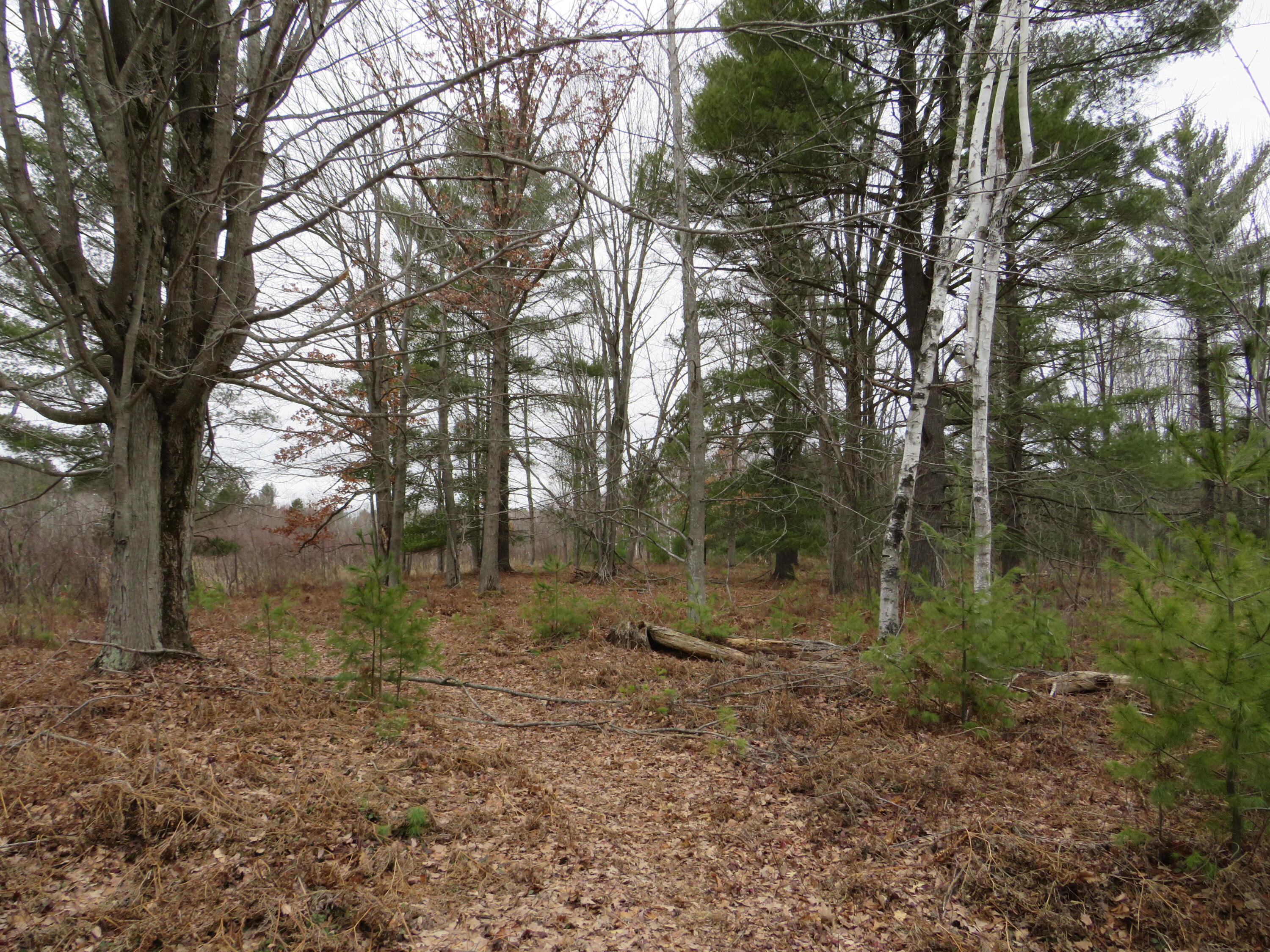 North Dorr Road Merritt, MI 49667 - Photo 19 of 36 IMG_3460