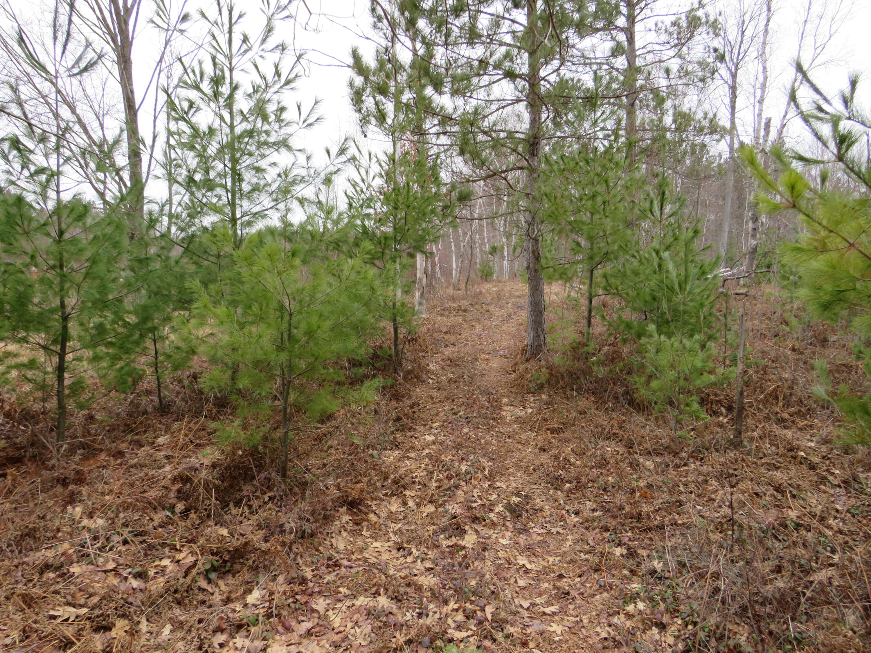 North Dorr Road Merritt, MI 49667 - Photo 20 of 36 IMG_3468