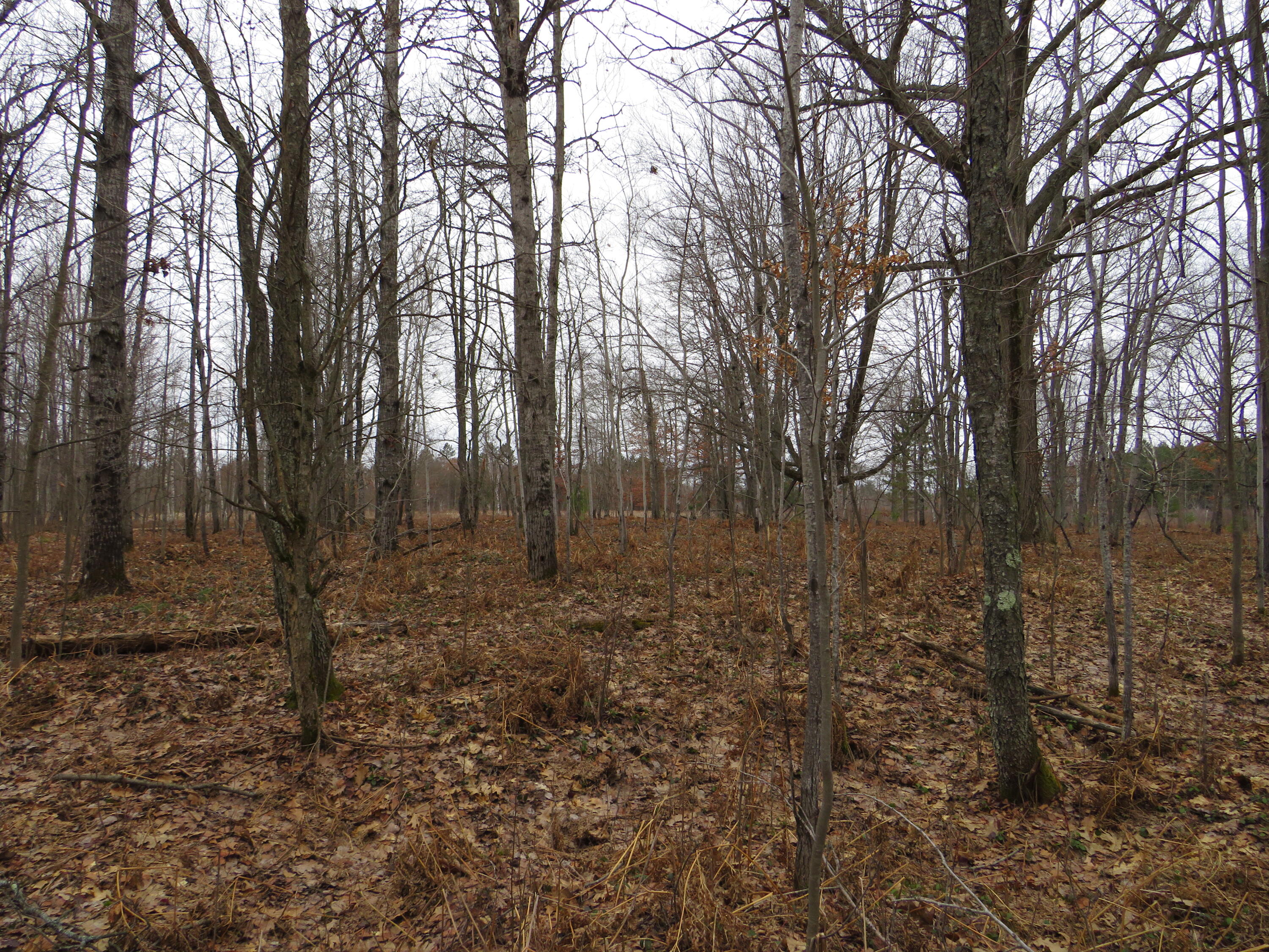 North Dorr Road Merritt, MI 49667 - Photo 5 of 36 IMG_3422