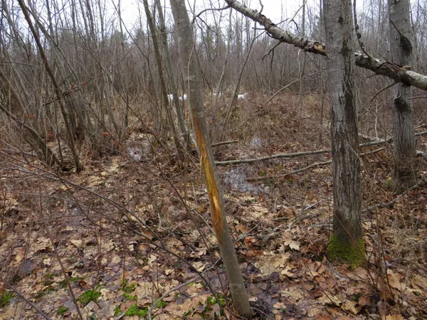 $85,000 | North Dorr Road, Merritt, MI 49667