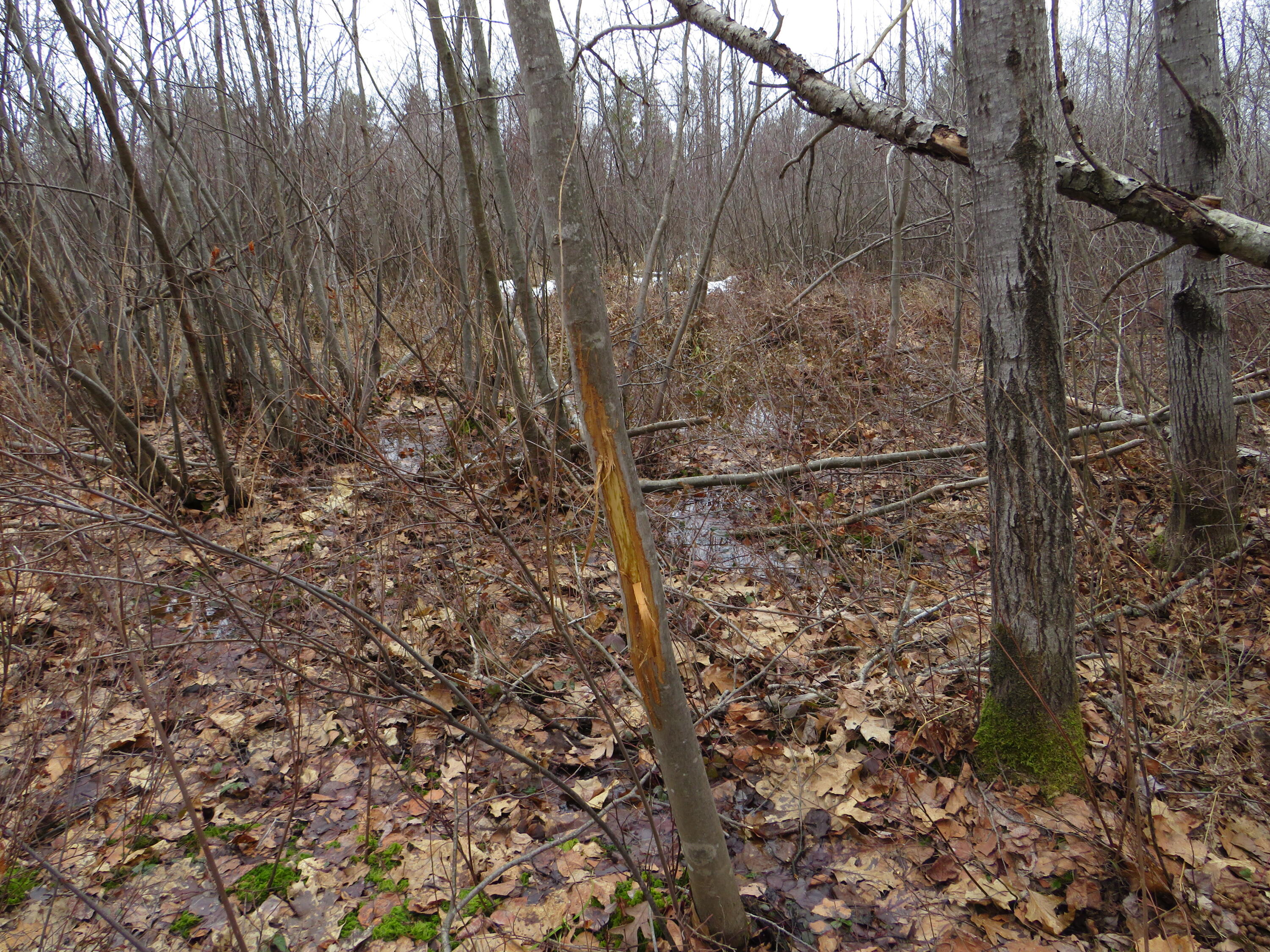 North Dorr Road Merritt, MI 49667 - Photo 6 of 36 IMG_3425