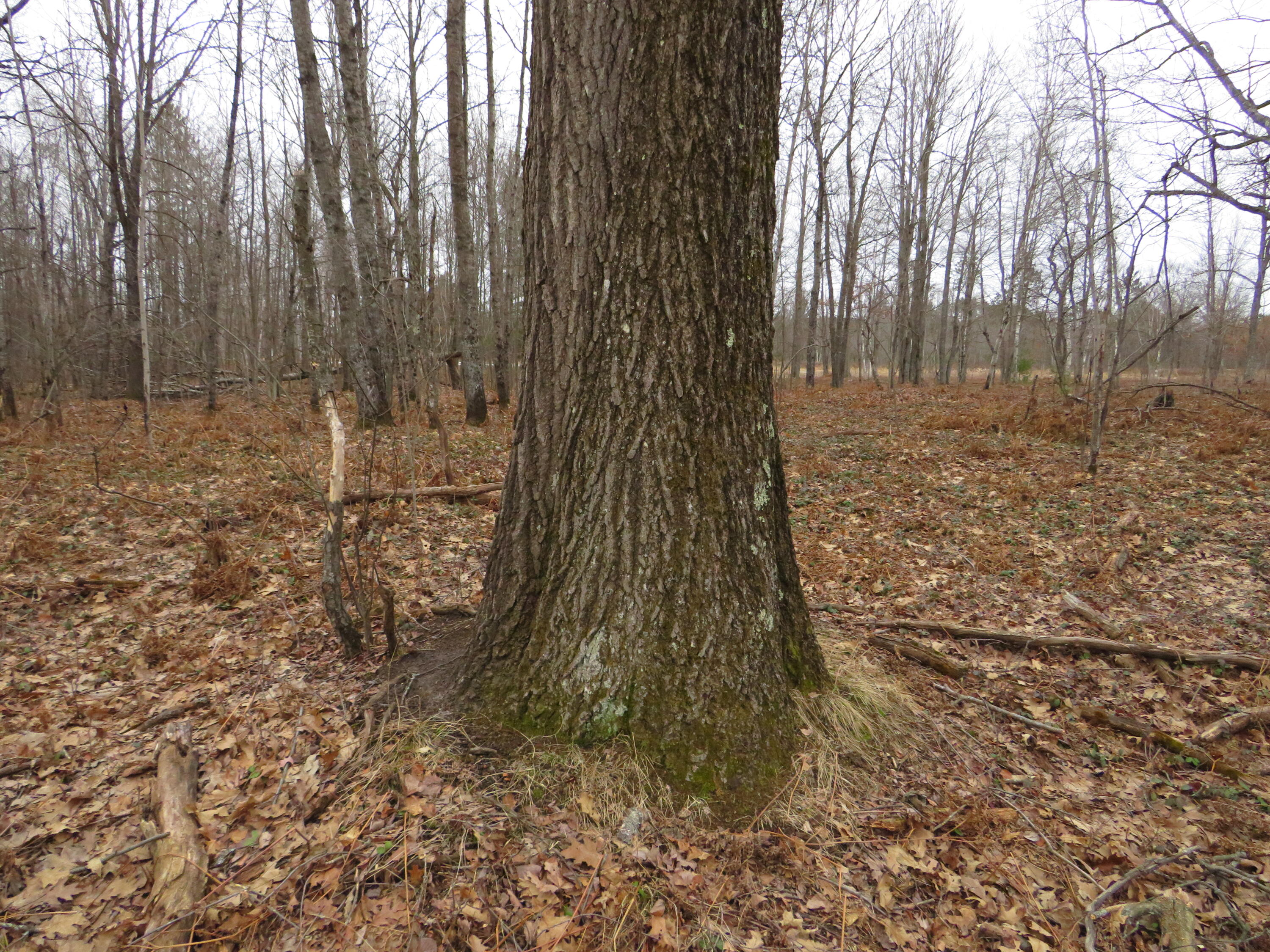 North Dorr Road Merritt, MI 49667 - Photo 7 of 36 IMG_3430