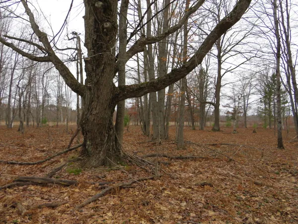 $85,000 | North Dorr Road, Merritt, MI 49667