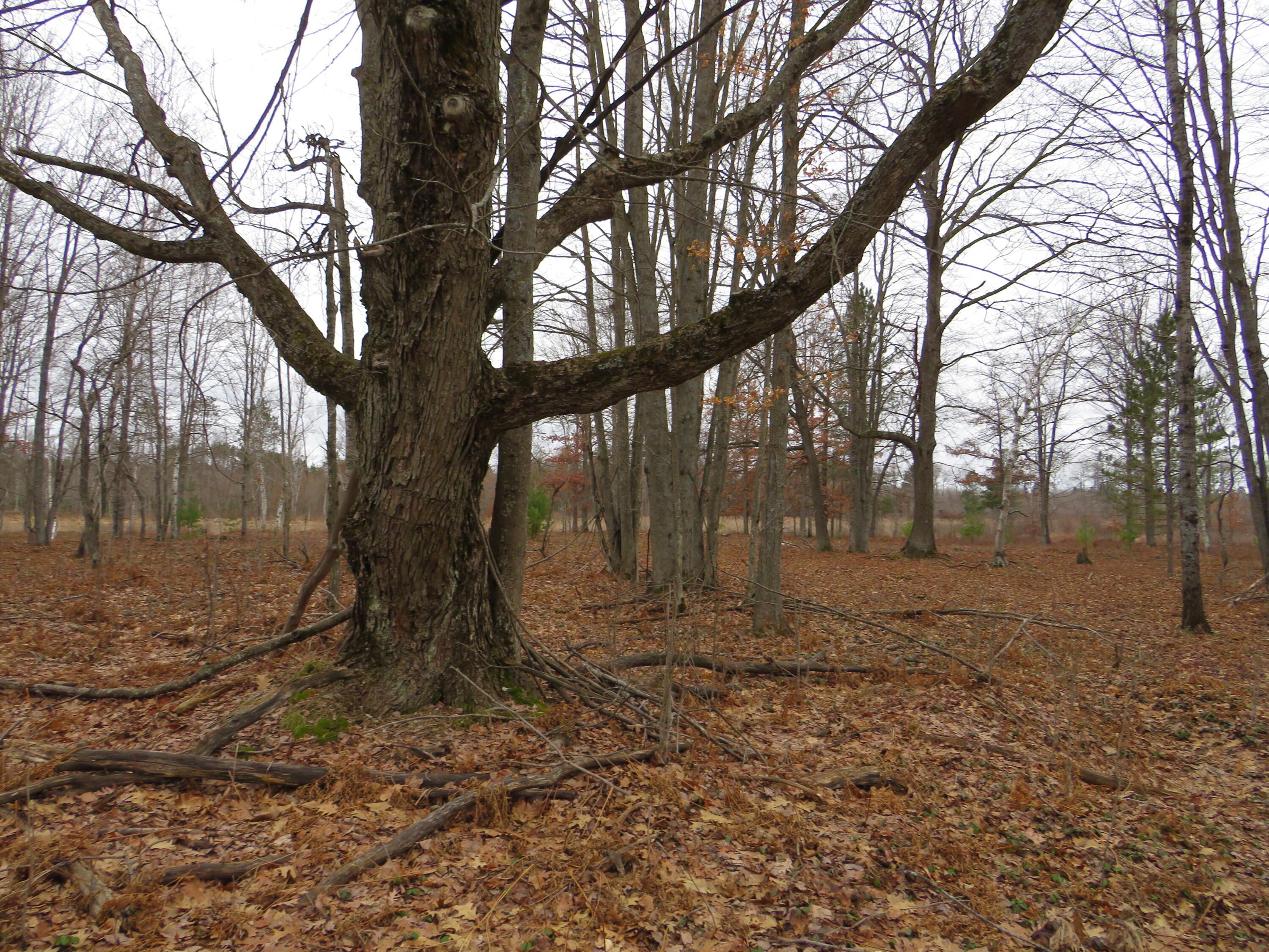 North Dorr Road Merritt, MI 49667 - Photo 8 of 36 IMG_3432