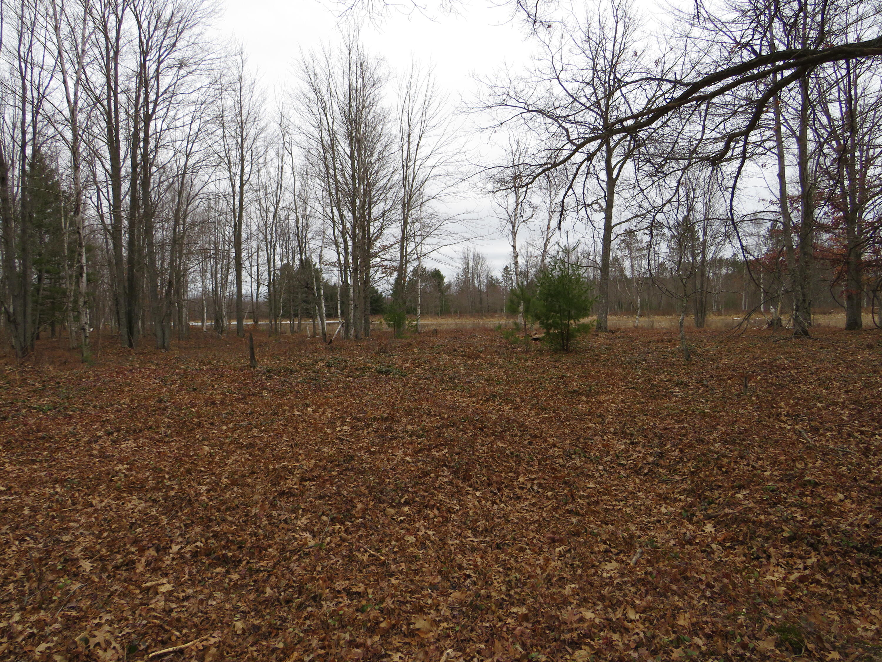 North Dorr Road Merritt, MI 49667 - Photo 9 of 36 IMG_3434