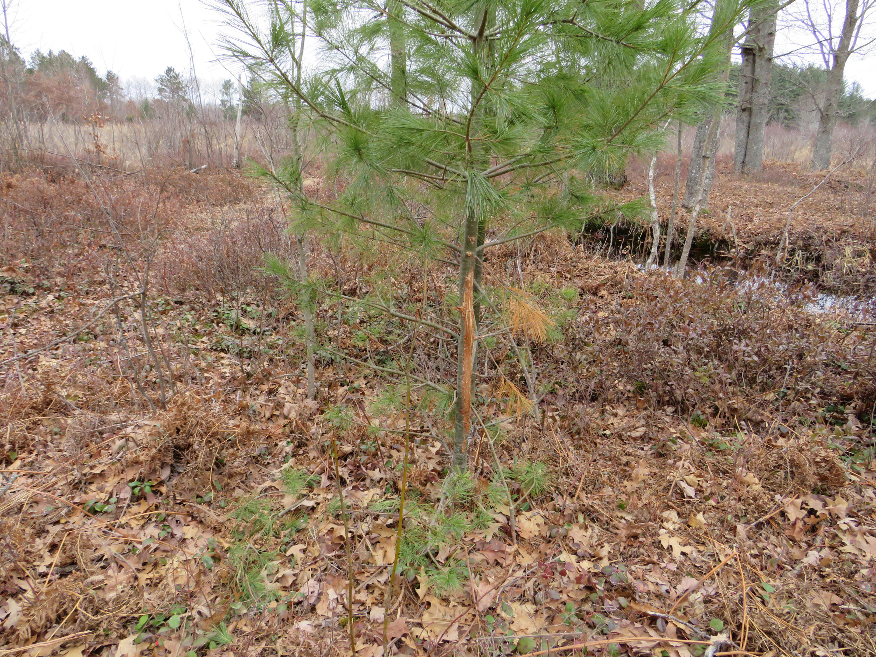 North Dorr Road Merritt, MI 49667 - Photo 10 of 36 IMG_3438
