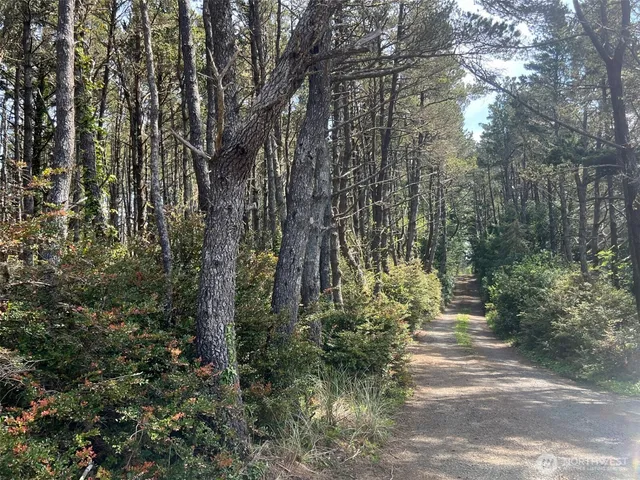 a view of a forest with trees in the background