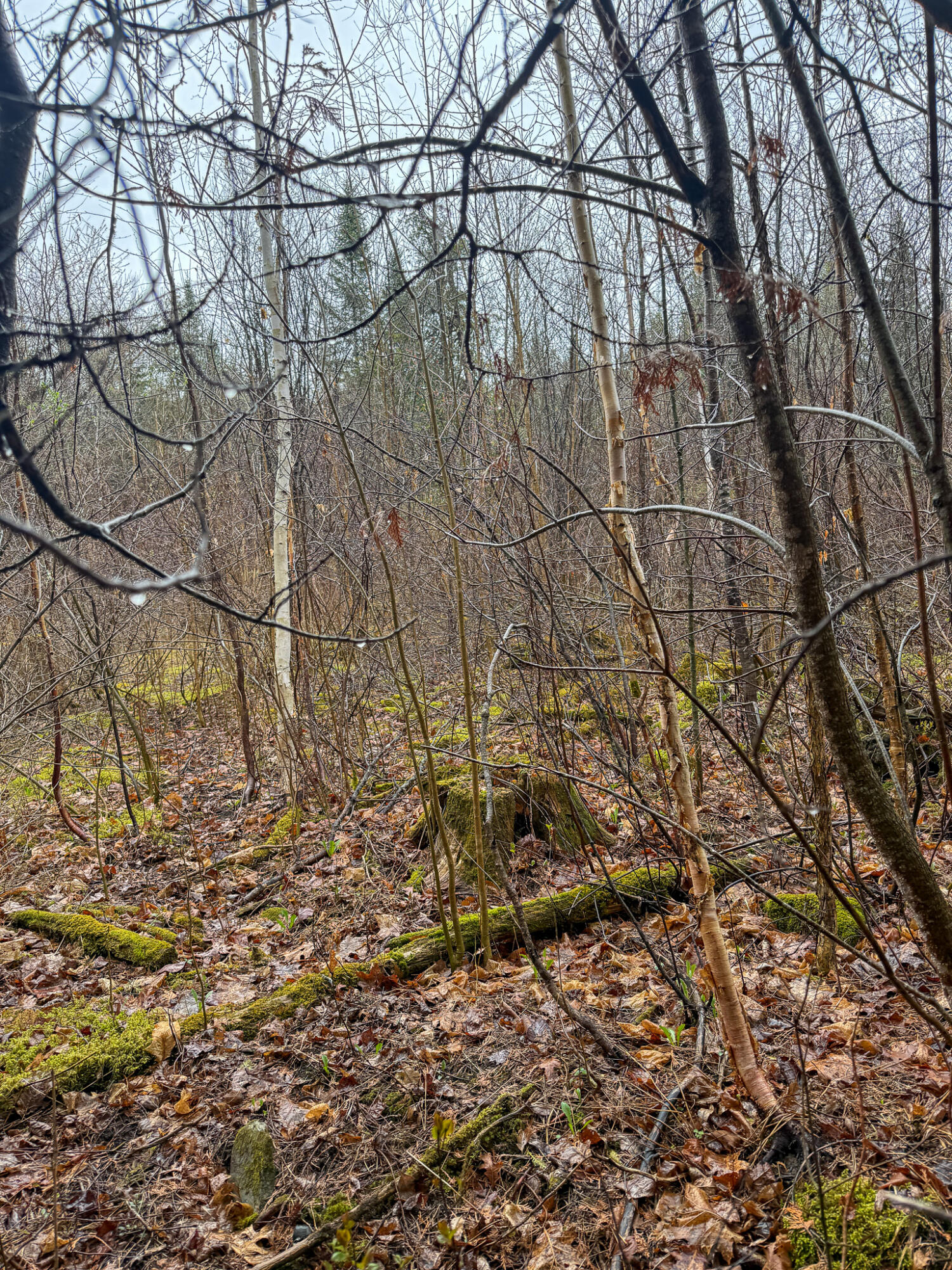 M6-l18 Troy Road Detroit, ME 04929 - Photo 13 of 18 13
