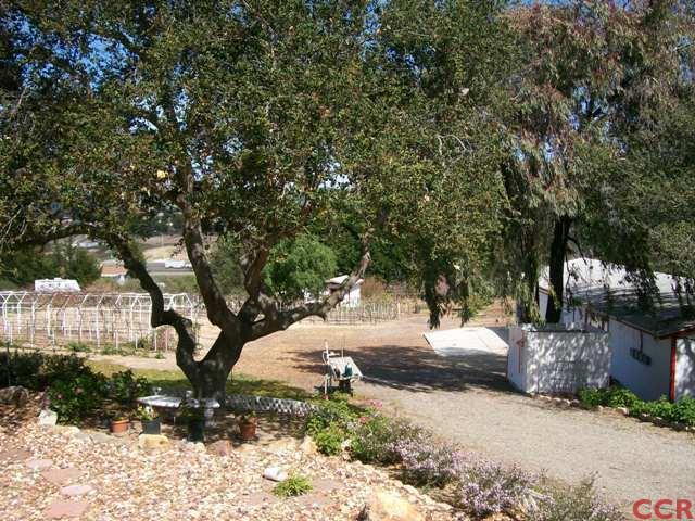 226 Summit Station Road Arroyo Grande, CA 93420 - Photo 6 of 25 a tree in the middle of a yard