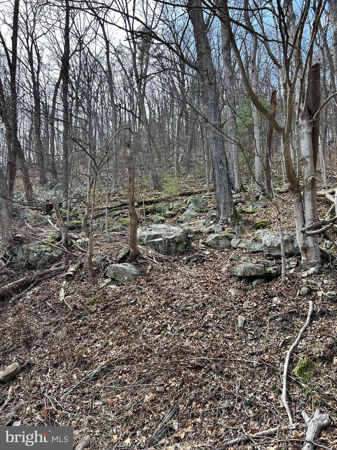1150 Purcell Road Artemas, PA 17211 - Photo 18 of 19 a view of a yard with large trees
